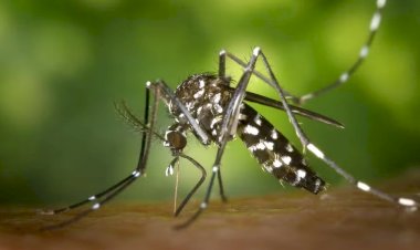 Alerta de Saúde em 2025: Epidemia de Dengue, Gripe Aviária e Novas Medidas Médicas no Brasil!
