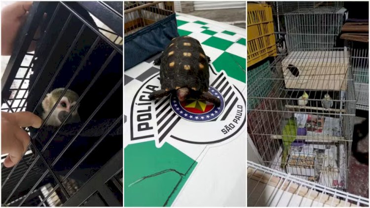 Brasil Intensifica Combate ao Tráfico de Animais Silvestres e Maus-Tratos: Operações e Investigações em Destaque