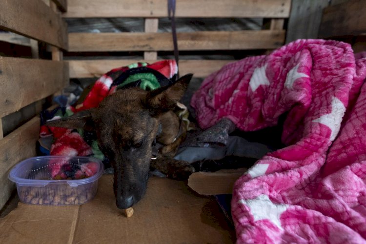 Brasil Intensifica Combate ao Tráfico de Animais Silvestres e Maus-Tratos: Operações e Investigações em Destaque